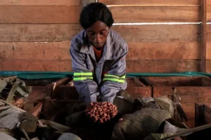 Ghiotte lacune nelle mappe globali per la conformità EUDR, secondo i ricercatori.