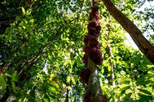 Dalle foreste agli oceani, passando per le specie a rischio come il leopardo delle nevi fino alla...