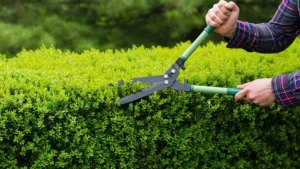 Nuovo concorso a Mazara del Vallo per giardinieri comunali: un’assunzione a tempo indeterminato nel...