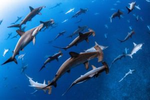 Le principali notizie oceaniche del 2025: innovazioni, sfide ambientali e conservazione marittima.