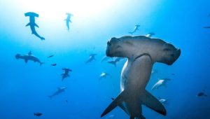 Il laboratorio tascabile contro il commercio illegale delle pinne di squalo: intervista a Diego Cardeñosa.