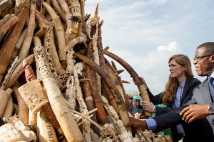 Programmi ambientali africani lottano per finanziamenti dopo il blocco di USAID.