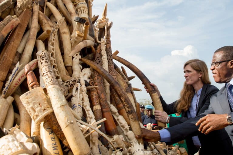 Programmi ambientali africani lottano per finanziamenti dopo il blocco di USAID.