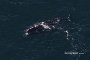 Avvistata una rara balena franca al largo dell’Irlanda, riemerge vicino a Boston.