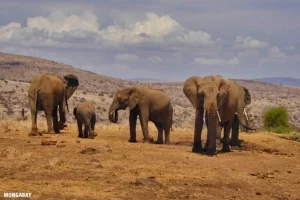 Censimento della fauna in Kenya: successi e sfide nella conservazione della biodiversità.