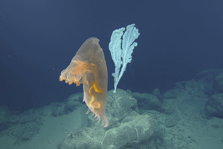 Attività di estrazione mineraria nelle profondità marine preoccupa le comunità della Fossa delle Marianne.