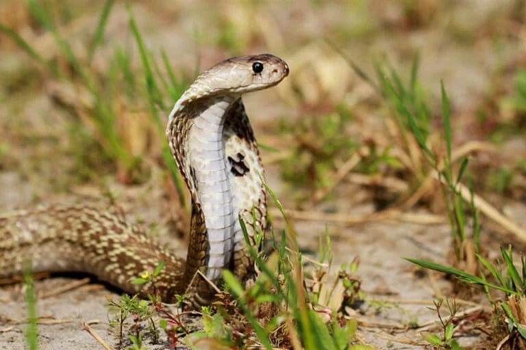 Urbanizzazione rapida e perdita di habitat spingono i serpenti a lasciare Dhaka.