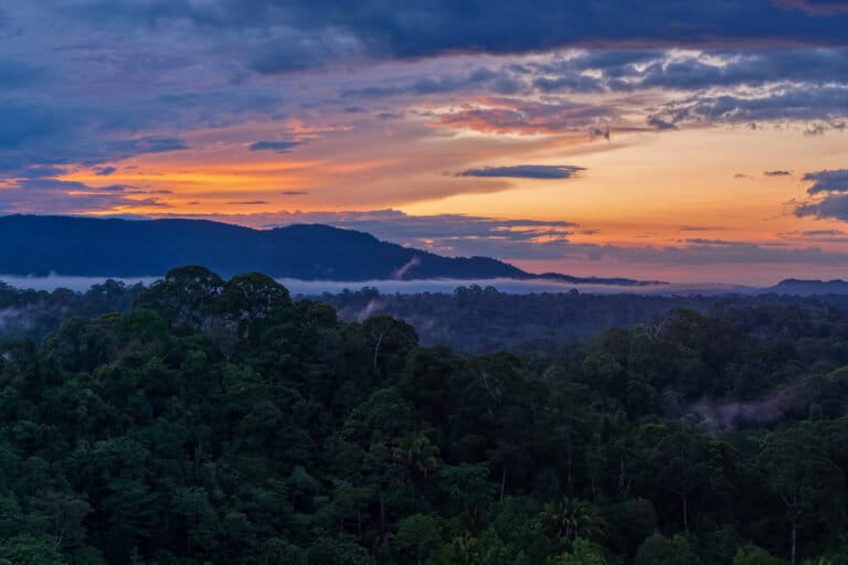 Le storie più lette di Mongabay nel 2025: ecologia, biodiversità e sfide ambientali.