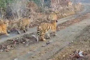 Prima registrazione di una tigre Amur con cinque cuccioli grazie a fotocamere in Cina.