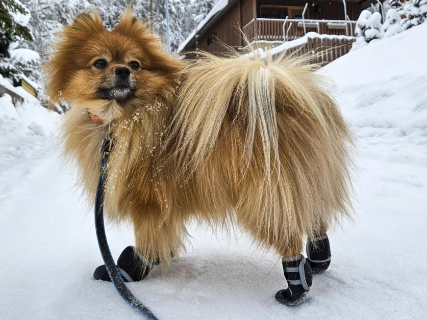 Proteggere il cane dal freddo è essenziale: come fare