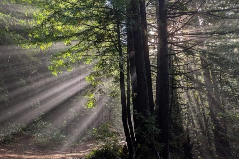 Il bilancio della conservazione: perdite e acquisizioni nel 2025.