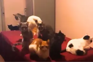 Famiglia con oltre cento gatti a Palermo: ne resteranno solo 10