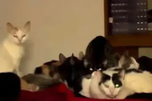 Vive con 120 gatti in un appartamento, arriva la delibera del Comune