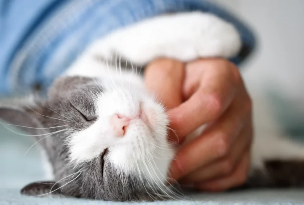 Assenti per qualche giorno: come prendersi cura del tuo gatto in tua assenza