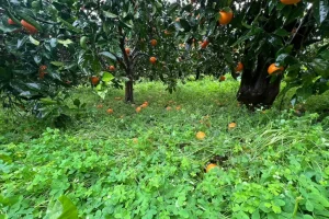 Maltempo in Sicilia orientale: Confagricoltura lancia l’allarme per i danni all’agricoltura