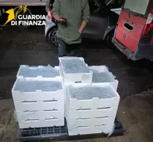 Sequestrati a Messina 110 kg di novellame di sarda: il pescato donato in beneficenza
