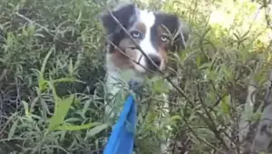 Lana, il pastore australiano scomparso nel Canyon: il salvataggio grazie ai droni termici