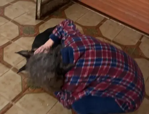 Muore il cane della donna che vive con 120 gatti: sospetto avvelenamento