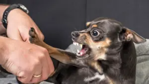 Riconoscere i segnali d’aggressività nei cani: capire per prevenire