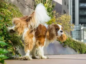 Educare il cucciolo: come gestire i bisogni fisiologici senza stress