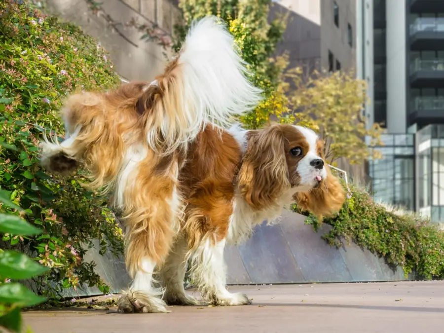Educare il cucciolo: come gestire i bisogni fisiologici senza stress