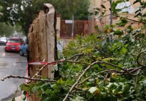 Forte vento su Palermo e provincia: alberi caduti, tetti divelti e disagi al traffico