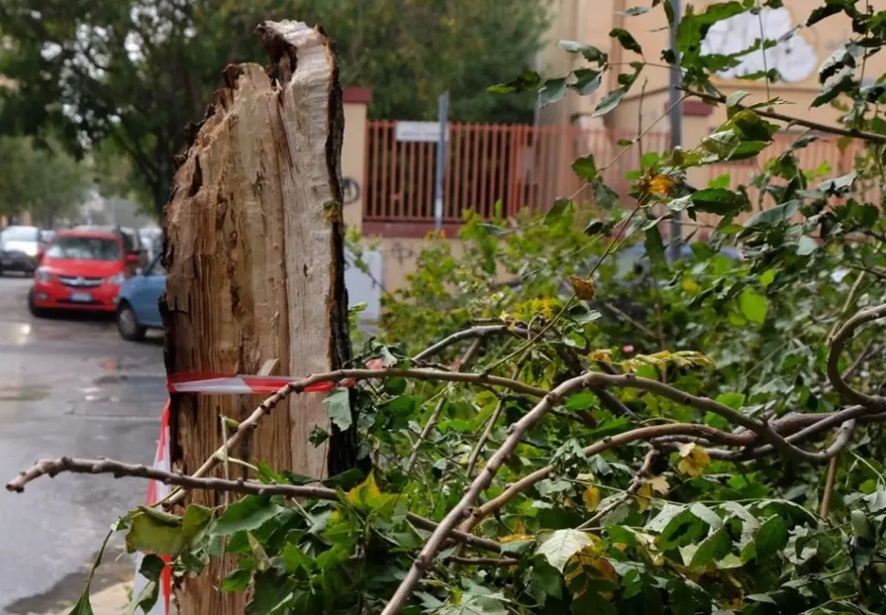 Forte vento su Palermo e provincia: alberi caduti, tetti divelti e disagi al traffico