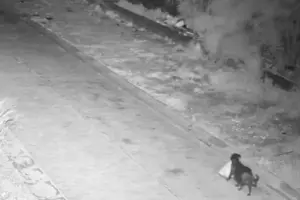 Catania, cane usato per abbandonare rifiuti: scoperta discarica abusiva