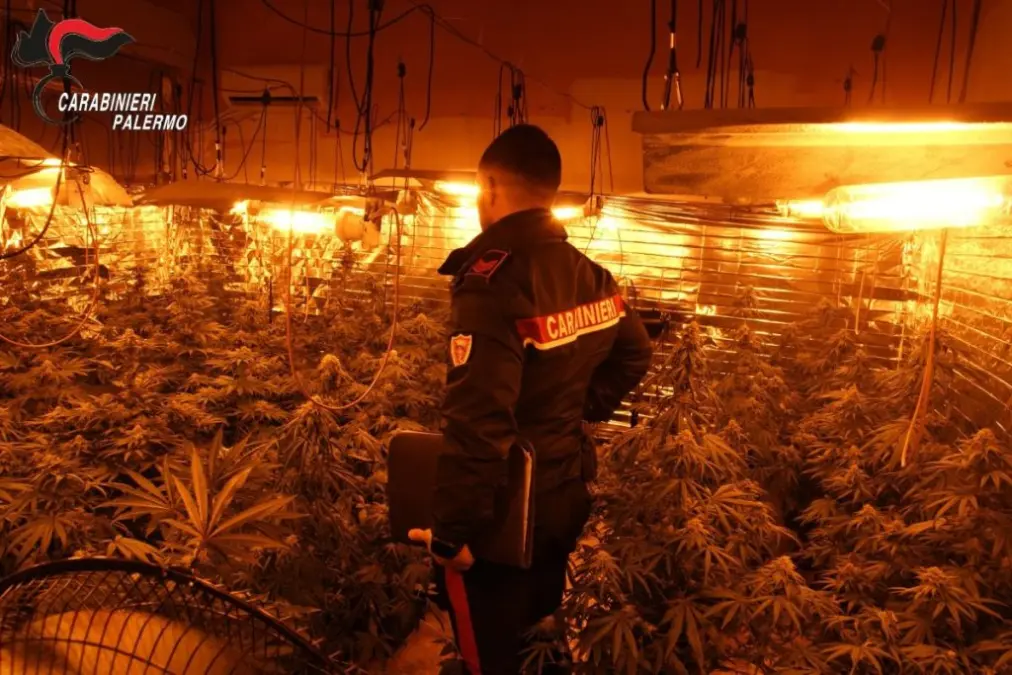 Scoperta serra di cannabis a Carini: tre denunciati per droga e furto di energia elettrica
