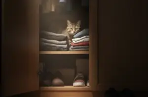 Perché il gatto si nasconde e non viene fuori quando lo chiami