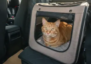 Come gestire un animale domestico che soffre il mal d’auto