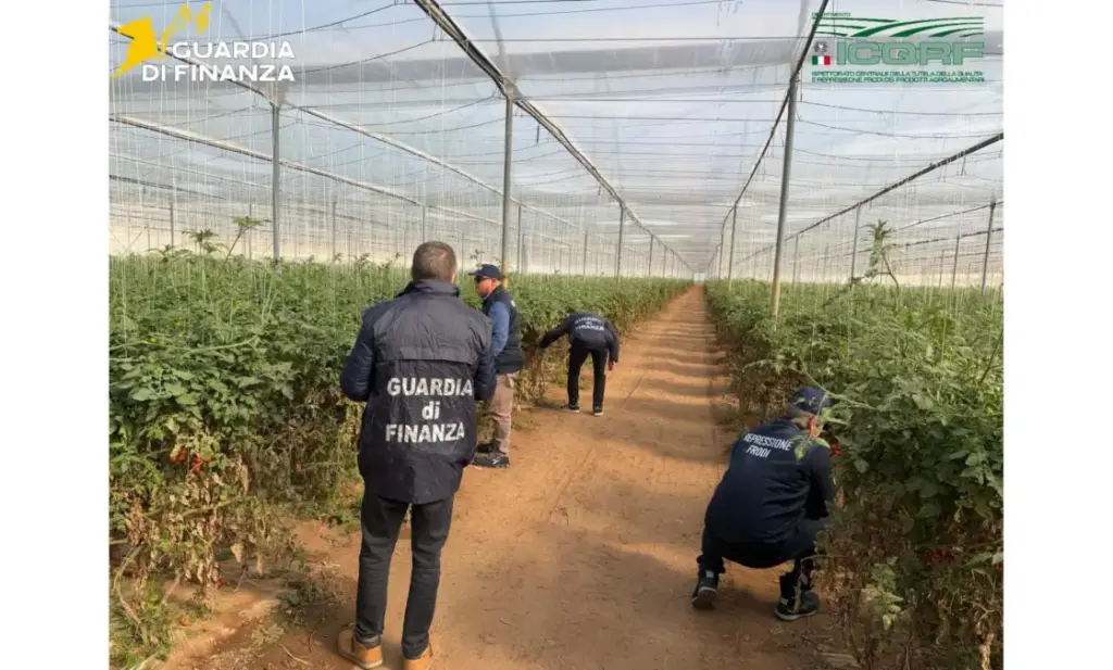 Ragusa, scacco ai “pirati” del pomodoro: sequestrati 30mila semi contraffatti