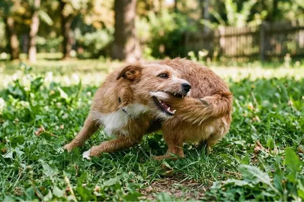 Perché il cane si morde la coda: cosa significa e come comportarsi