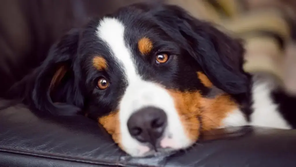 Comportamenti comuni del cane che potrebbero nascondere segnali di dolore