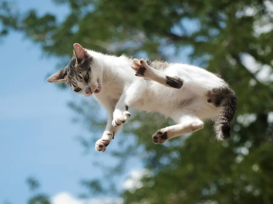 Perché i gatti atterrano sempre sulle zampe: la scienza dietro il loro equilibrio