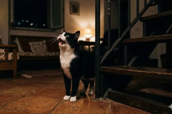 Perché il mio gatto miagola di notte? Tutte le cause e quando preoccuparsi