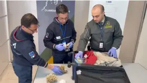 Sequestrati all’aeroporto di Palermo 13 esemplari di corallo protetto