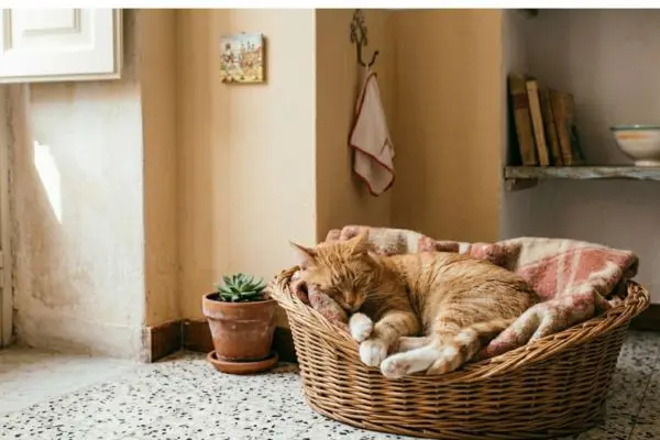Quante ore dormono i gatti ogni giorno e perché sono così dormiglioni