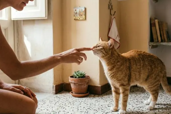 I 5 odori irresistibili per i gatti: cosa li fa impazzire