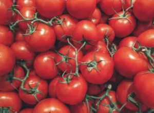 Corte di Cassazione vieta la riproduzione illegale di varietà vegetali protette