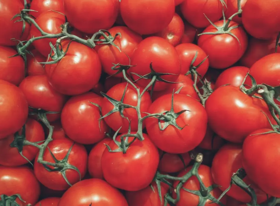 Corte di Cassazione vieta la riproduzione illegale di varietà vegetali protette