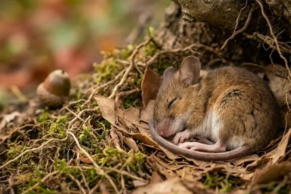 I topi sognano e la scienza ha scoperto cosa: ecco le risposte