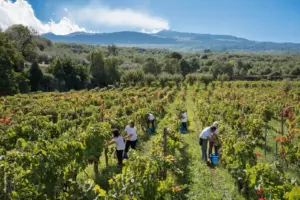 Tra memoria e futuro, Donnafugata a Vinitaly 2026 presenta il “Pranzo di famiglia”