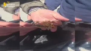 Truffa agli anziani sventata, arrestato 33enne, recuperati 40mila € in gioielli