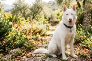 Animali domestici con albinismo: come riconoscerli e prendersi cura di loro in casa