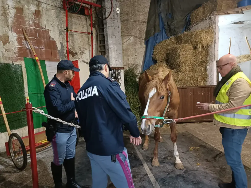 Benessere animale: ispezioni in due stalle e sanzioni per quasi 15.000 euro