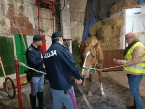 Benessere animale: ispezioni in due stalle e sanzioni per quasi 15.000 euro