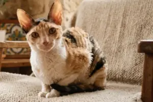 Cornish Rex: il gatto dal pelo riccio che conquista con eleganza e carattere