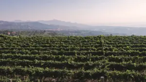 Tenute Orestiadi torna al Vinitaly 2026:  Il vino come linguaggio contemporaneo