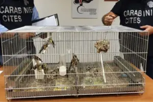 Sequestrati 23 uccelli protetti tra Palermo e Belmonte Mezzagno: denunciati in due